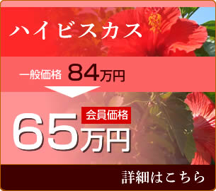 ハイビスカス